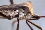 Leaf-footed Bug