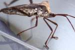 Leaf-footed Bug