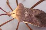 Leaf-footed Bug