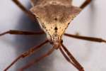 Leaf-footed Bug