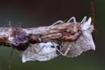 Dusky Stink Bug