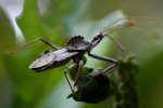 Wheel Bug