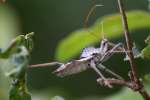 Wheel Bug