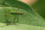 Assassin Bug