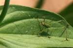 Assassin Bug