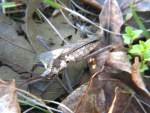 Leaf-footed Bug