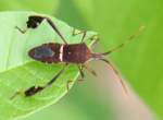 Leaf-footed Bug