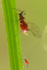 Aphid 