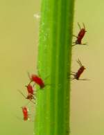 Aphids