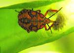 Stink Bug