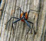 Wheel Bug - Nymph