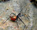 Wheel Bug - Nymph