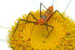 Milkweed Assassin Bug