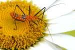 Milkweed Assassin Bug