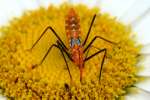 Milkweed Assassin Bug