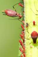 Aphids