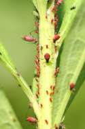 Aphids