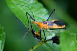 Milkweed Assassin Bug