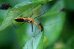 Milkweed Assassin Bug