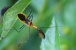 Milkweed Assassin Bug