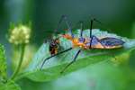 Milkweed Assassin Bug