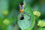 Milkweed Assassin Bug