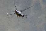 Water Strider - Pond Skater