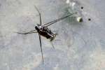 Water Strider - Pond Skater