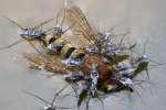 Water Strider - Pond Skater