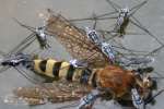 Water Strider - Pond Skater