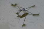 Water Strider - Pond Skater