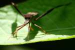 Leaf-footed Bug