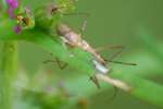 Leafhopper Assassin Bug