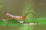 Leafhopper Assassin Bug