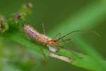 Leafhopper Assassin Bug