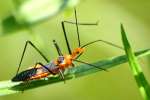 Milkweed Assassin Bug