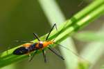 Milkweed Assassin Bug