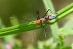 Milkweed Assassin Bug