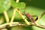 Leaf-footed Bug