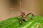 Leaf-footed Bug