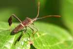 Leaf-footed Bug