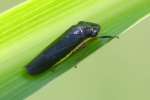 Leafhopper