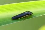 Leafhopper