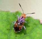 Scentless Plant Bug