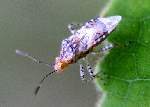 Scentless Plant Bug