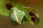 Small Green Stink Bug / Red-Shouldered Stink Bug