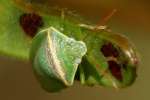 Small Green Stink Bug / Red-Shouldered Stink Bug