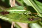 Small Green Stink Bug / Red-Shouldered Stink Bug