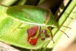 Small Green Stink Bug / Red-Shouldered Stink Bug
