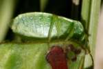 Small Green Stink Bug / Red-Shouldered Stink Bug